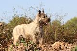 CAIRN TERRIER 040